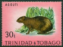 Colnect-2670-110-Red-rumped-Agouti-Dasyprocta-leporina.jpg