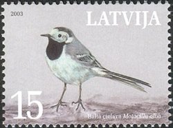 Colnect-470-130-White-Wagtail-Motacilla-alba.jpg