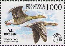 Colnect-608-320-Greylag-Goose-Anser-anser.jpg