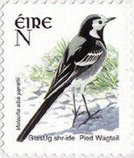 Colnect-617-128-Pied-Wagtail-Motacilla-alba.jpg