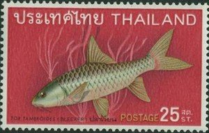 Colnect-1888-782-Thai-Mahseer-Tor-tambroides-.jpg