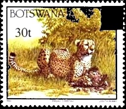 Colnect-819-028-Cheetah-Acinonyx-jubatus.jpg