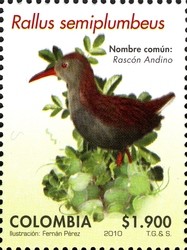 Colnect-1701-418-Bogota-Rail-Rallus-semiplumbeus.jpg