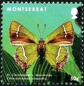 Colnect-2859-674-St-Christopher-s-Hairstreak-Chlorostrymon-simaethis.jpg