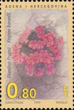 Colnect-534-632-Frajn--s-Carnation.jpg