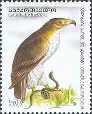 Colnect-1109-148-Short-toed-Snake-Eagle%C2%A0Circaetus-gallicus.jpg