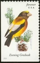 Colnect-2170-427-Evening-Grosbeak-Coccothraustes-vespertinus.jpg