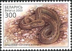 Colnect-411-569-Smooth-Snake-Coronella-austriaca.jpg