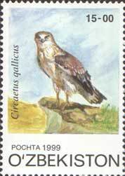 Colnect-808-330-Short-toed-Snake-eagle-Circaetus-gallicus.jpg