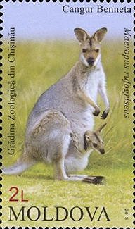 Colnect-1602-815-Bennett-s-Wallaby-Macropus-rufogriseus.jpg