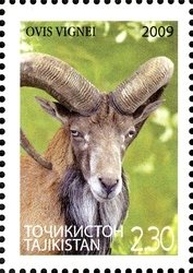 Colnect-1739-110-Ladakh-Urial-Ovis-orientalis-vignei-.jpg