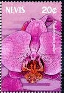 Colnect-3082-824-Phalaenopsis-joline.jpg