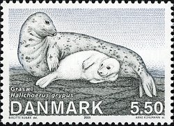 Colnect-431-035-Gray-Seal-Halichoerus-grypus.jpg