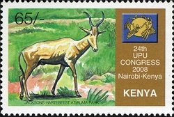 Colnect-512-575-Jackson--s-Hartebeest-Alcelaphus-buselaphus-jacksoniAlcelap.jpg