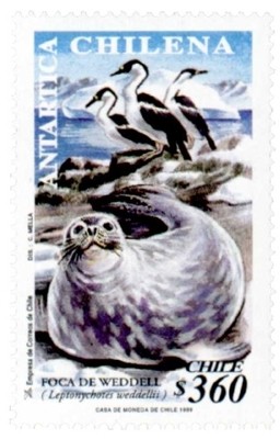 Colnect-530-543-Weddell-Seal-Leptonychotes-weddelli.jpg