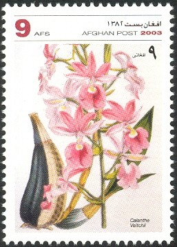 Colnect-543-742-Calanthe-Veitchii.jpg