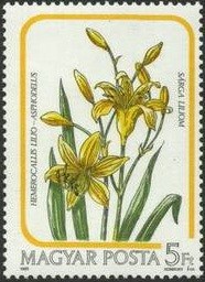 Colnect-604-451-Hemerocallis-lilioasphodelus.jpg