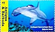 Colnect-6435-090-Scalloped-hammerhead.jpg