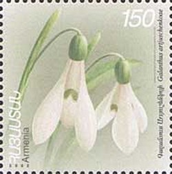 Colnect-724-742-FlowersGalanthus-artjuschenkoae.jpg