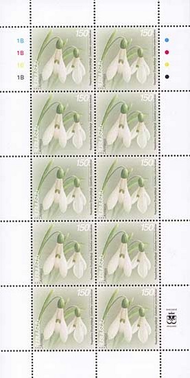 Colnect-724-744-FlowersGalanthus-artjuschenkoae.jpg