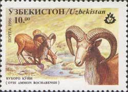 Colnect-806-493-Bukhara-Urial-Ovis-vignei-bocharensis.jpg