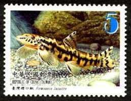 Colnect-1854-161-Oriental-Stream-Loach-Formosania-lacustre.jpg