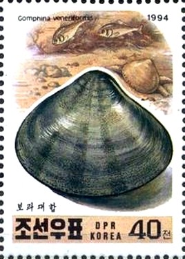 Colnect-2678-277-Venus-Clam-Gomphina-veneriformis.jpg