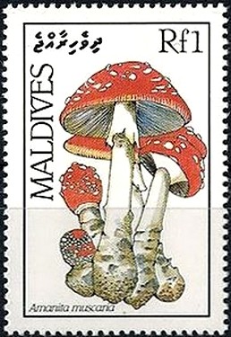 Colnect-2918-685-Amanita-muscaria.jpg