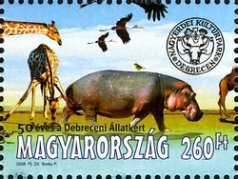 Colnect-500-573-Hippopotamus-Hippopotamus-amphibius-Giraffe-Giraffa-came.jpg