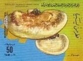 Colnect-5486-079-Trametes-ljubarskyi.jpg