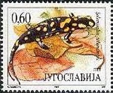 Colnect-875-479-Common-Fire-Salamander-Salamandra-salamandra.jpg