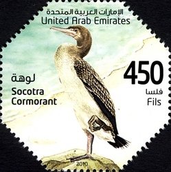 Colnect-1381-528-Socotra-Cormorant-Phalacrocorax-nigrogularis.jpg