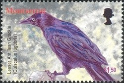 Colnect-1530-031-Lesser-Antillean-Grackle-Quiscalus-lugubris.jpg