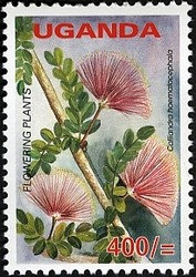 Colnect-1716-530-Calliandra-haemotocephala.jpg