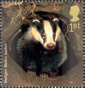 Colnect-1801-786-European-Badger-Meles-meles.jpg