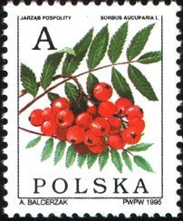 Colnect-1985-907-Rowan-Sorbus-aucuparia.jpg