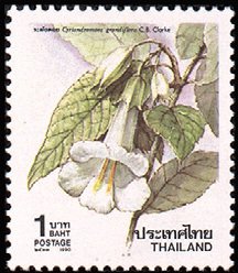 Colnect-2340-866-Cyrtrandomoea-grandiflora.jpg