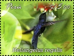 Colnect-2360-146-Royal-Sunangel-Heliangelus-regalis.jpg