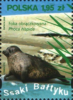 Colnect-2898-035-Caspian-Seal-Phoca-hispida.jpg