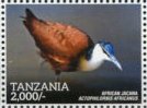 Colnect-3056-879-African-Jacana-Actophilornis-africanus.jpg