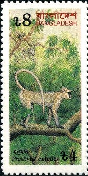 Colnect-4035-063-Hanuman-Langur-Presbytis-entellus.jpg