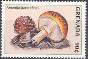 Colnect-4507-308-Amanita-flavorubens.jpg