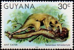 Colnect-4726-431-Southern-tamandua-Tamandua-tetradactyla.jpg