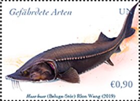 Colnect-5772-059-European-Sturgeon-Huso-huso.jpg