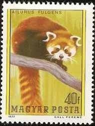 Colnect-584-883-Red-Panda-Ailurus-fulgens.jpg