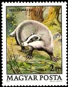 Colnect-913-830-European-Badger-Meles-meles.jpg