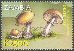 Colnect-934-607-Amanita-phalloides.jpg