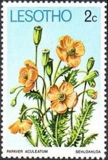 Colnect-1730-127-Papaver-aculeatum.jpg