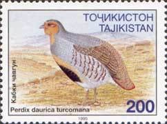 Colnect-1098-639-Daurian-partridge-Perdix-dauricae.jpg