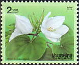 Colnect-1433-701-New-Year--Bauhinia-acuminata.jpg